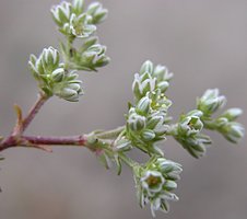 Scleranthus perennis