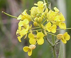 Sisymbrium loeselii