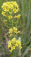 Sisymbrium loeselii