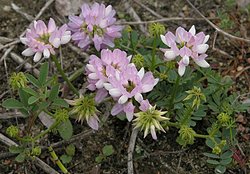 Coronilla varia