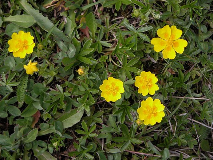 Potentilla aurea