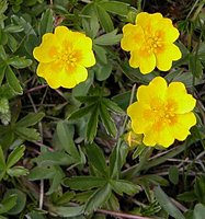 Potentilla aurea