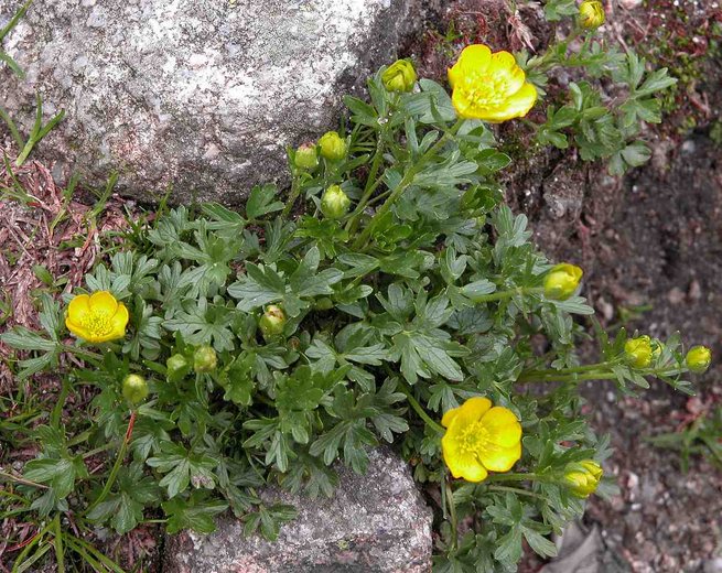 Ranunculus pseudomontanus