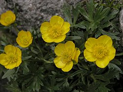 Ranunculus pseudomontanus