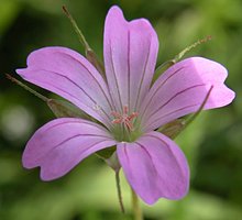 Geranium columbinum