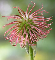 Geum urbanum