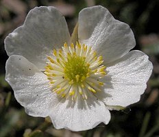 Ranunculus alpestris