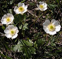 Ranunculus alpestris