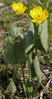 Ranunculus thora