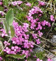 Silene acaulis