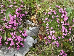 Silene acaulis