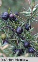 Juniperus communis ssp. communis