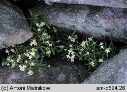 Galium anisophyllon