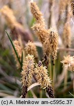 Carex ericetorum