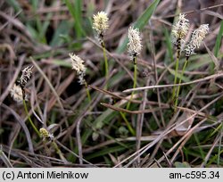 Carex ericetorum