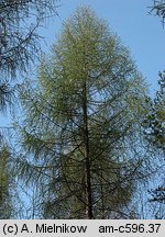 Larix decidua