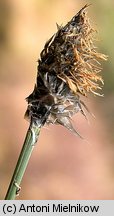 Eriophorum vaginatum