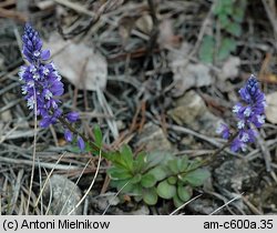 Polygala amara ssp. brachyptera