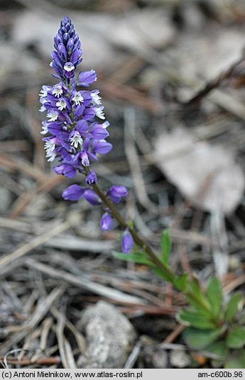 Polygala amara ssp. brachyptera