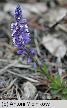 Polygala amara ssp. brachyptera