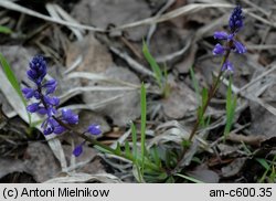 Polygala amara ssp. brachyptera