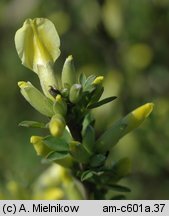 Chamaecytisus ratisbonensis