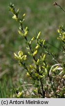 Chamaecytisus ratisbonensis