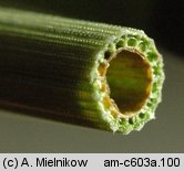 Equisetum hyemale