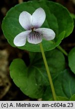 Viola palustris