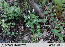 Viola palustris