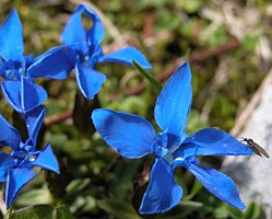 Gentiana verna