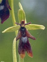 Ophrys insectifera