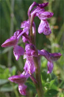 Orchis morio (storczyk samczy)