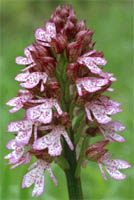 Orchis purpurea