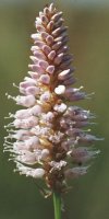 Polygonum bistorta