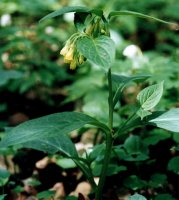 Symphytum tuberosum (żywokost bulwiasty)