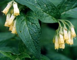 Symphytum tuberosum (żywokost bulwiasty)