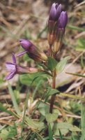 Gentianella lutescens