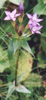 Gentianella lutescens