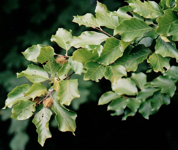 Fagus silvatica