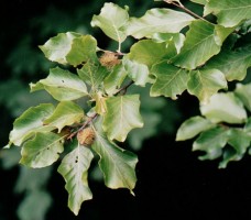 Fagus sylvatica s.str. (buk pospolity)
