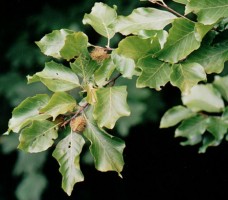 Fagus silvatica