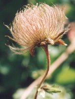 Geum montanum