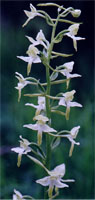 Platanthera chlorantha