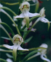 Platanthera chlorantha