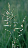 Brachypodium pinnatum