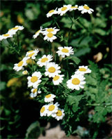 Tanacetum parthenium