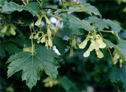 Acer pseudoplatanus