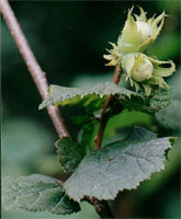 Corylus avellana