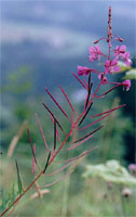 Epilobium angustifolium